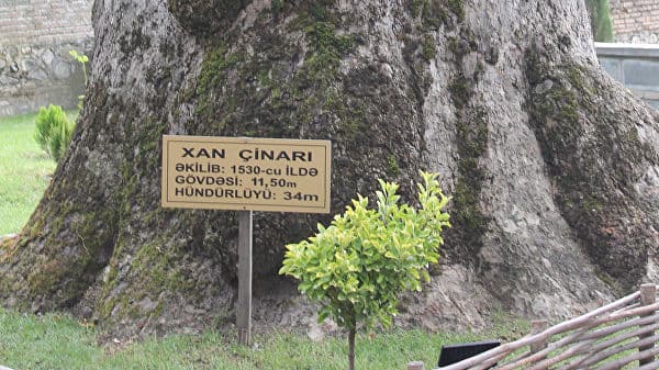 Ozarboyjonda 500 yillik chinor shoxi odamlar ustiga tushdi