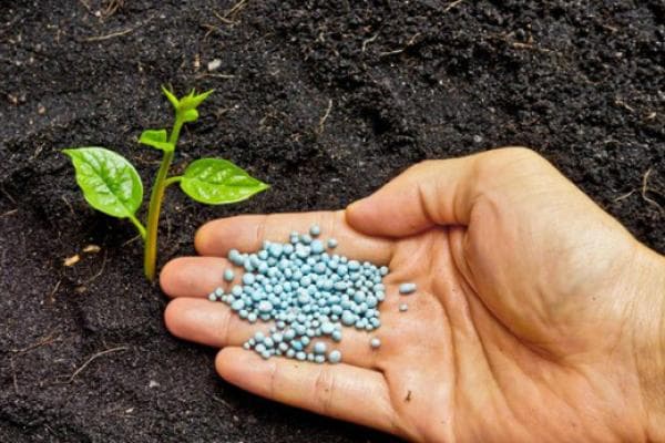 O‘zbekistonda mineral o‘g‘itlarsiz hosil olish biotexnologiyasi yaratildi