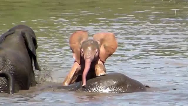 JARda pushti rang filcha suratga olindi 