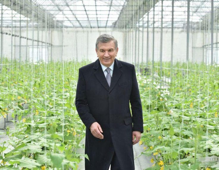 Agency for development of horticulture and greenhouse farming will be established in Uzbekistan – Presidential decree