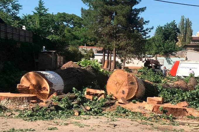 Daraxtlar kesilishi muammosi: Mebel ishlab chiqaruvchi korxonalar faoliyati tekshirilishi mumkin