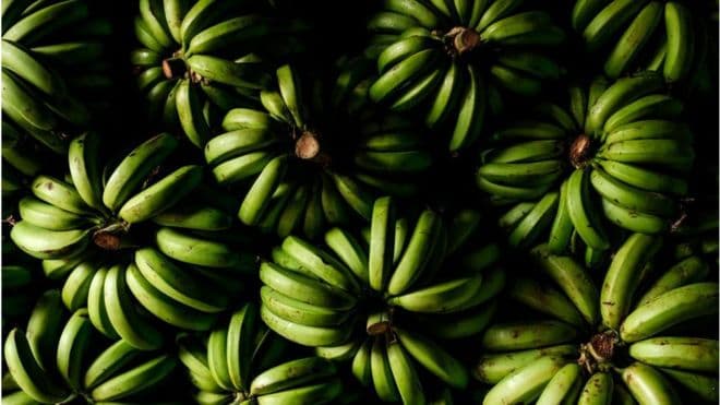 Dunyo bananlarsiz qoladimi? Halokatli zamburug‘ Lotin Amerikasiga ham tarqaldi