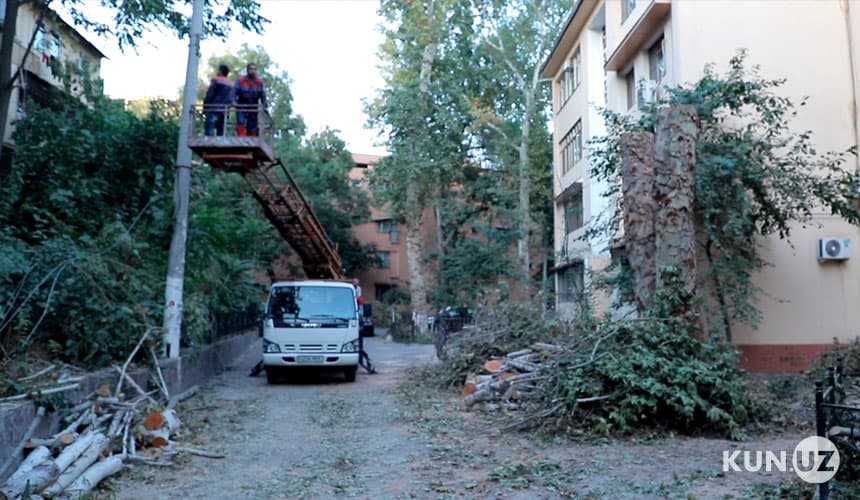 Unutilgan moratoriy: daraxt va butalarni noqonuniy kesish o‘tgan yilga nisbatan 27 foizga ko‘paydi