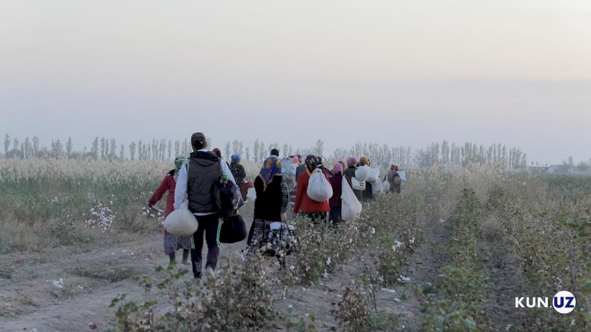 2019 yilgi paxta terimi davrida 7ta tuman hokimligi amaldorlari majburiy mehnat uchun javobgarlikka tortilgan