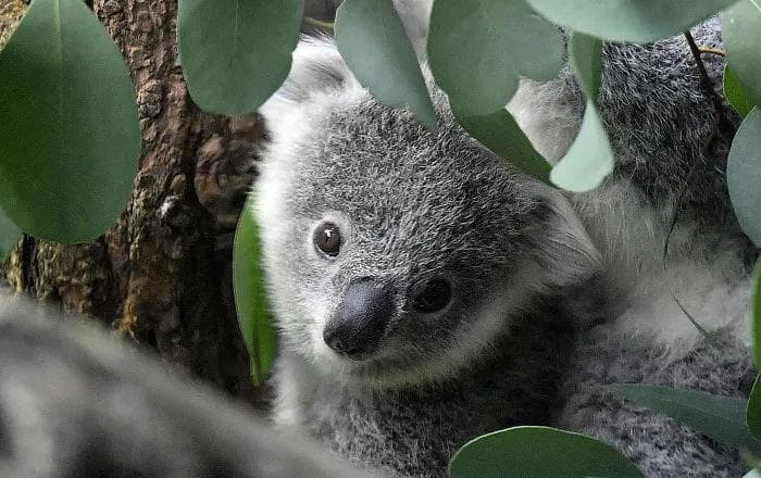 Avstraliyada yong‘inlarda nobud bo‘lgan jonzotlar xotirasiga ulkan koala tasviri paydo bo‘ldi 