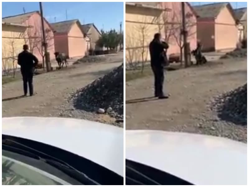 В Узбекистане мужчина застрелил корову из ружья