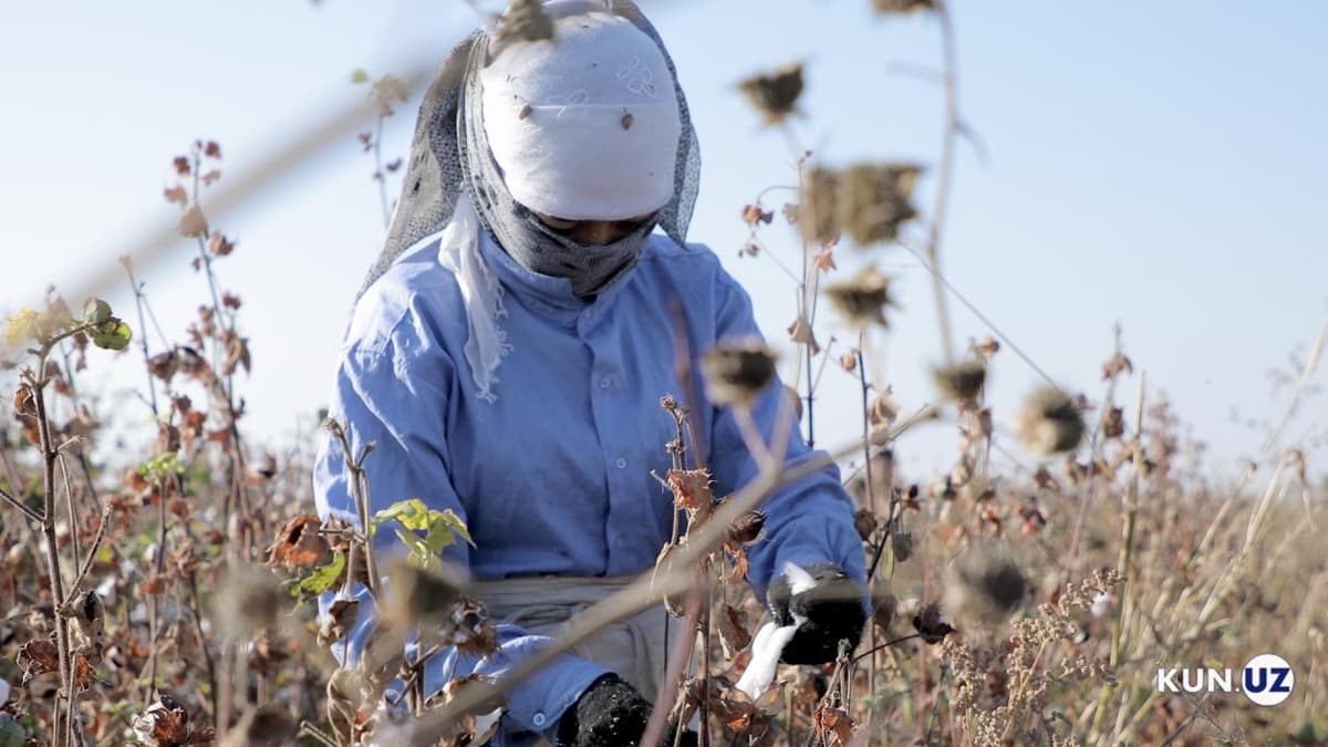 Cotton Campaign O‘zbekistonga e'lon qilgan «boykot»ni bekor qiladimi?  