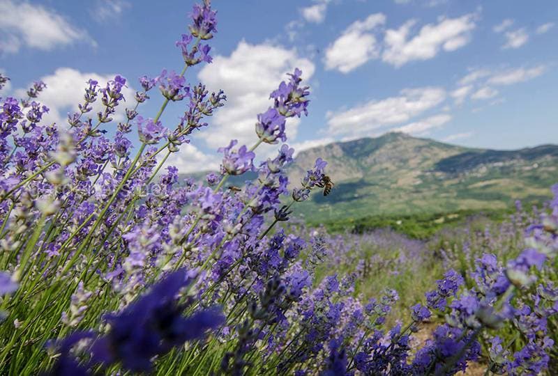 O‘zbekistonda yangi klasterlar tashkil etiladi