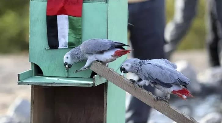 BAAda «farrosh» qushlar paydo bo‘ldi 