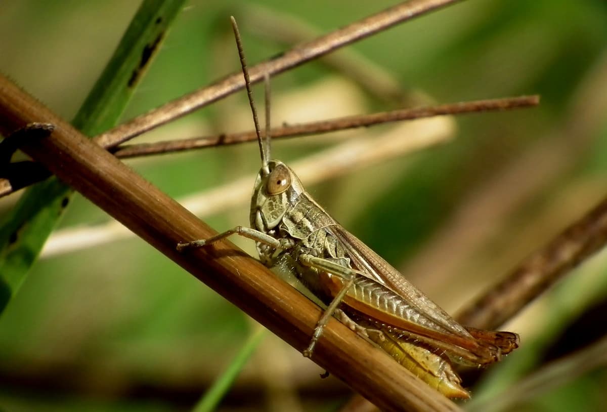 Qirg‘izistonda chigirtka yopirilishi koronavirus pandemiyasi bilan bog‘landi 