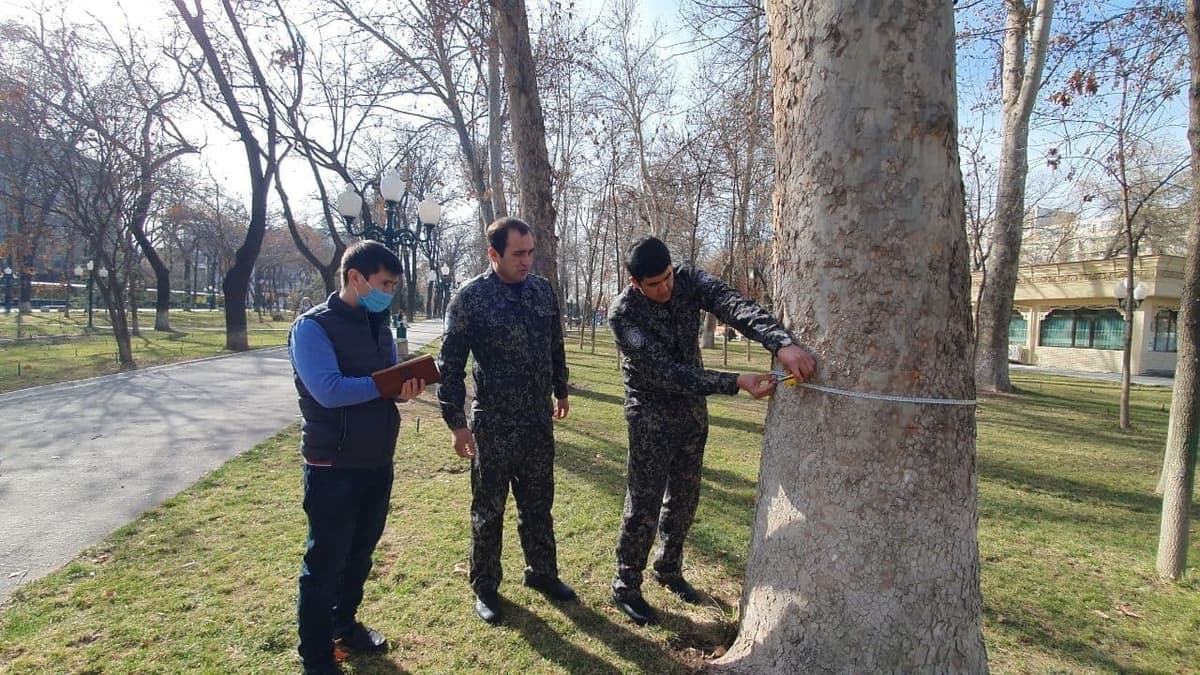 «Moviy gumbazlar» xiyobonidagi daraxtlar xatlovdan o‘tkazildi