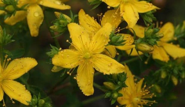 Haroratni tushirish, ishtaha ochish – teshik dalachoy qaynatmasining foydalari haqida