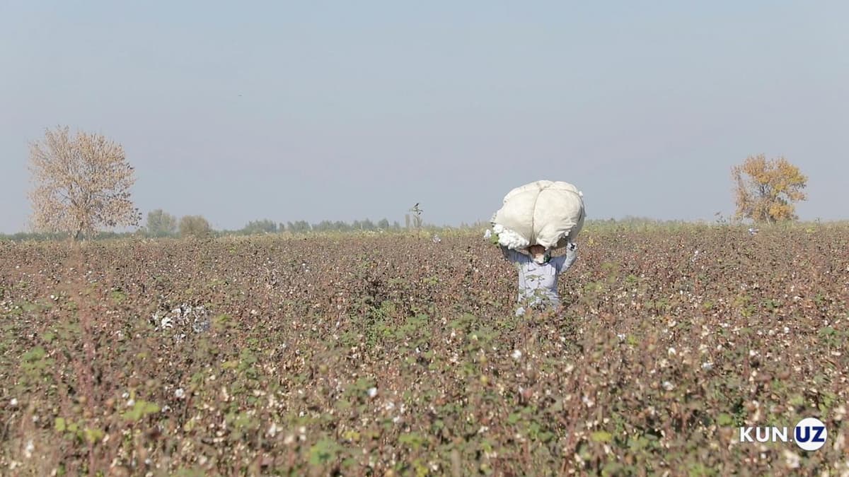Cotton Campaign O‘zbekistondagi 2020 yilgi paxta terimi monitoringi natijalarini e'lon qildi