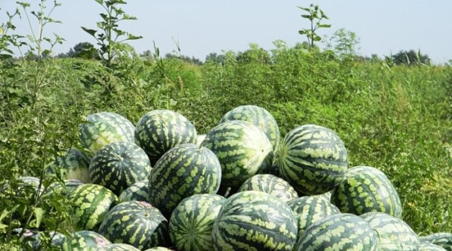 Қашқадарё вилояти хорижга 7,2 минг тоннадан зиёд тарвуз экспорт қилди
