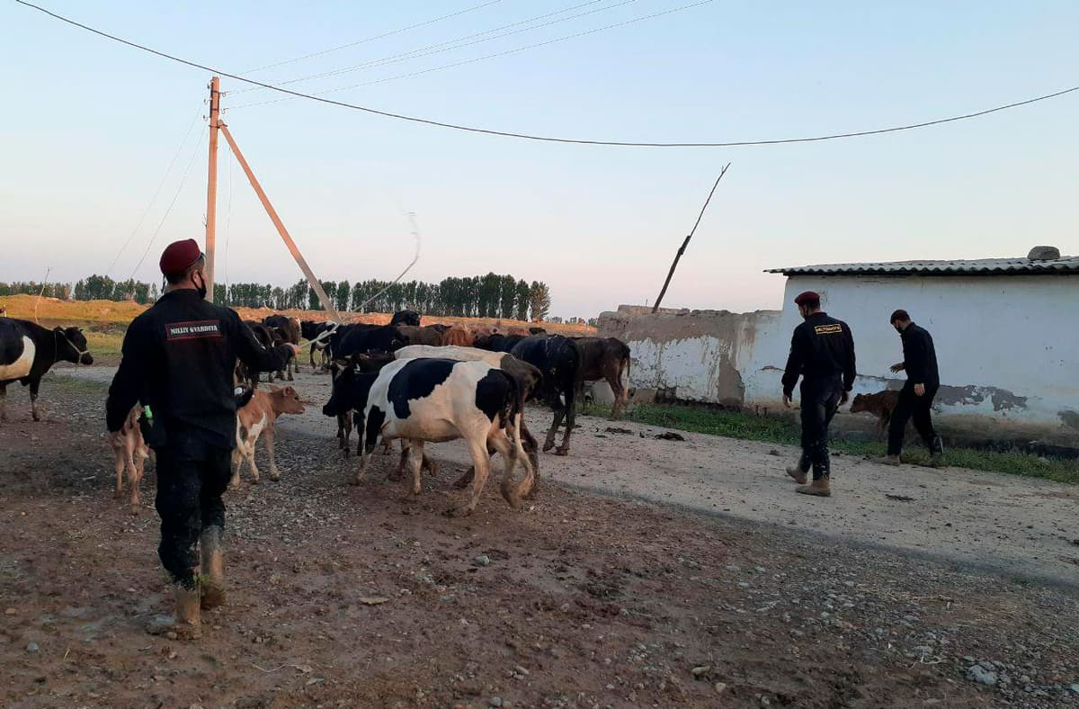 В Сырдарье из-за наводнения пропало более 31 тыс. голов домашних животных
