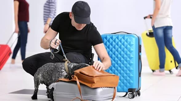 Dubay aeroportida koronavirusni aniqlash uchun itlardan foydalaniladi