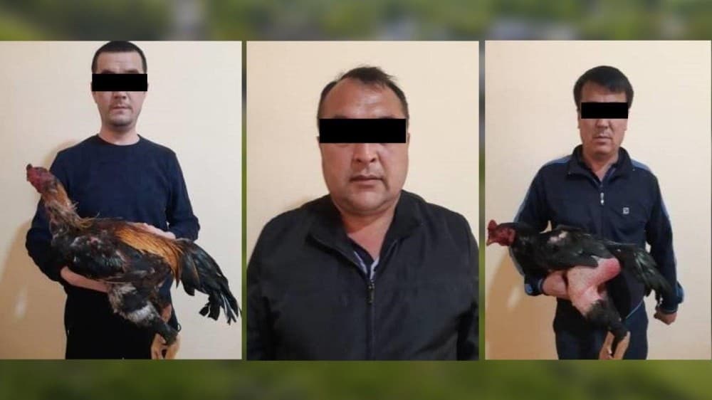 Andijonda noqonuniy «xo‘roz o‘yini»ni tashkil qilganlarga nisbatan jinoyat ishi qo‘zg‘atildi