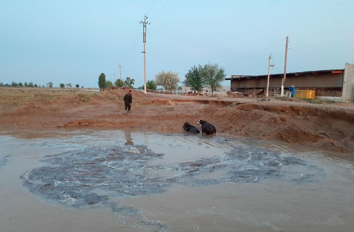 Sardoba fojiasida 6 mingga yaqin uy hayvonlari nobud bo‘lgan