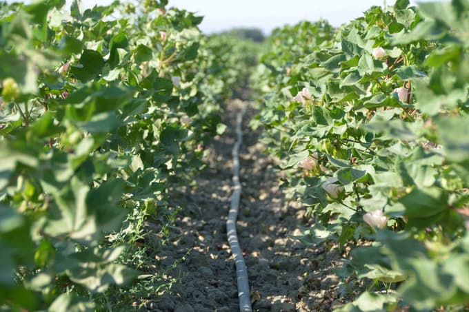 China supplies Uzbekistan with drip irrigation technology for cotton cultivation