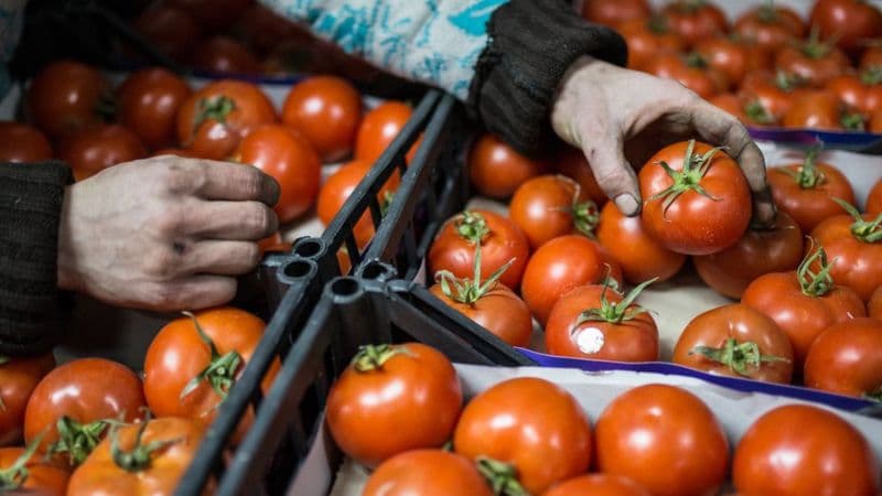 В Казахстане Минсельхоз проверит овощи из Узбекистана на наличие томатного вируса