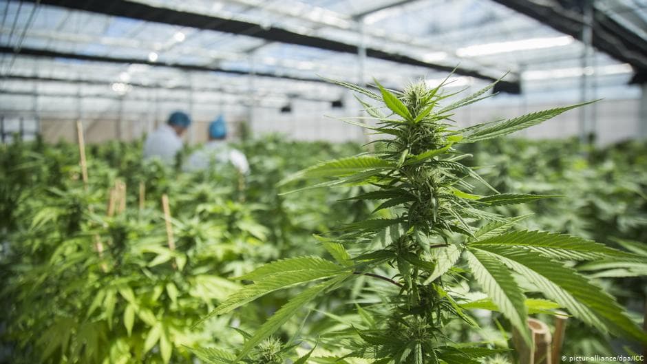 Adliya vazirligi kannabis o‘simligini yetishtirish va foydalanish bo‘yicha ma'lumot berdi