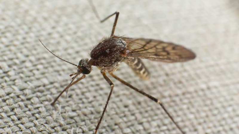 AQShda infeksiyalar tashuvchi chivinlarga qarshi yuz millionlab mutant chivinlar qo‘llashmoqchi 