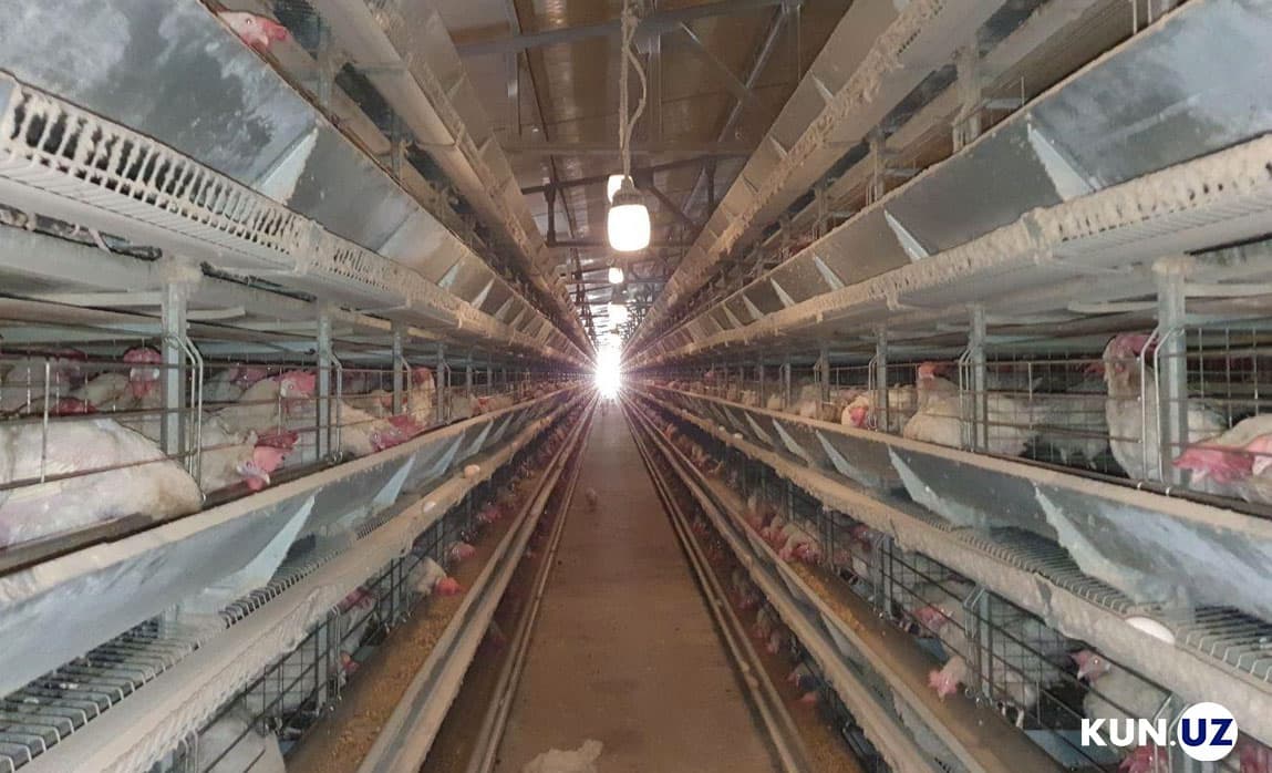 Olmaliqdagi kombinat ishchilariga nega chalajon tovuqlar tarqatildi? Mutasaddilar izoh berdi