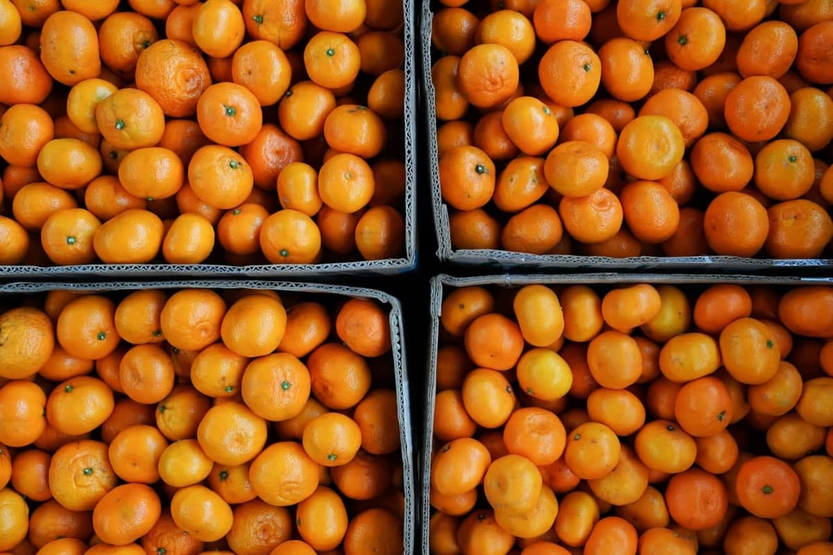Mandarin narxi nega keskin oshgandi? Antimonopoliya qo‘mitasi mazkur meva importi bo‘yicha o‘rganish o‘tkazdi