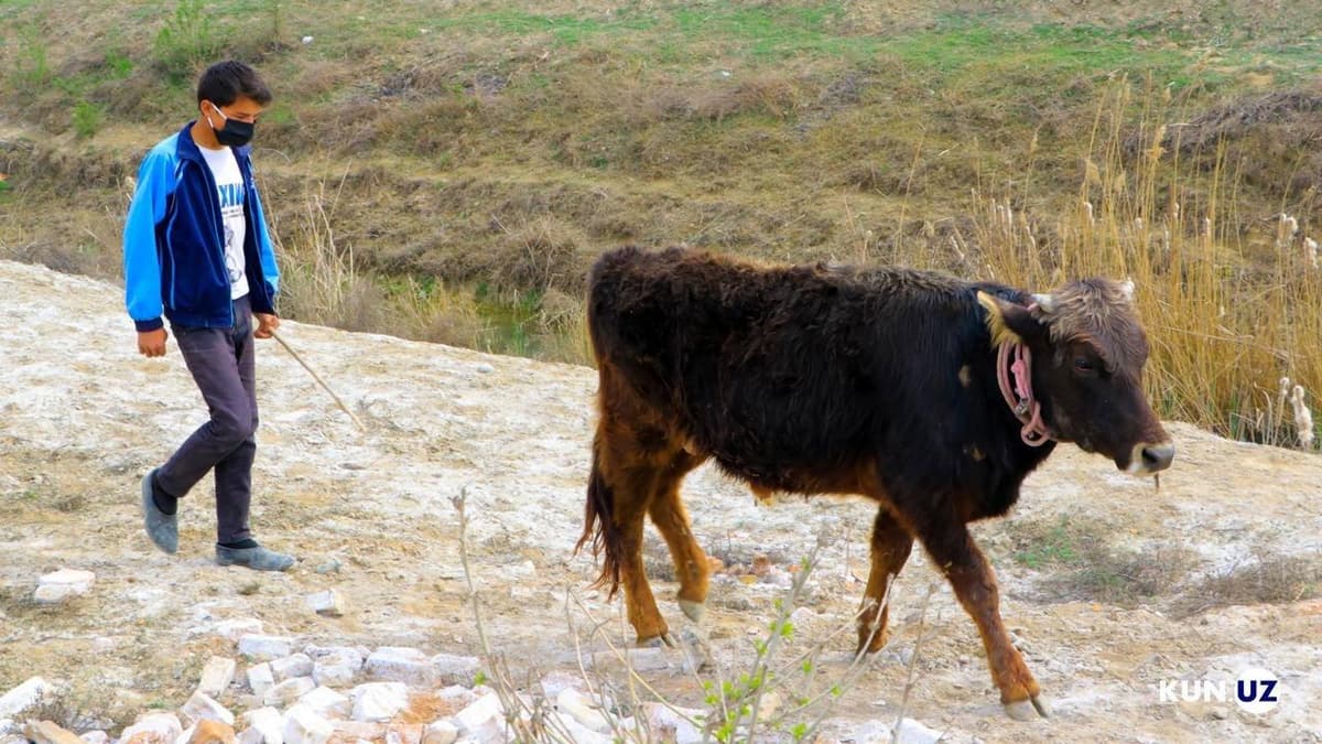 Karantin uzoq davom etsa, qishloqni qanday qutqaramiz?