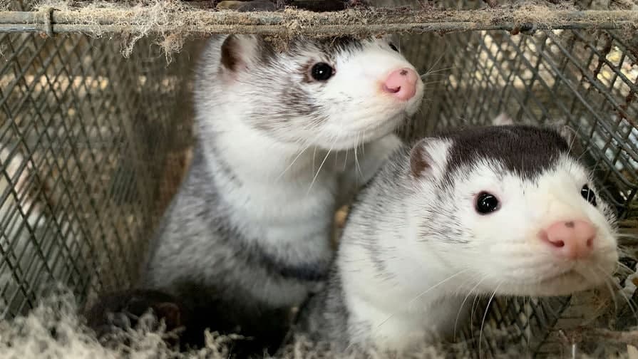 Yana bir mamlakatda qorako‘zanlarda koronavirus aniqlandi