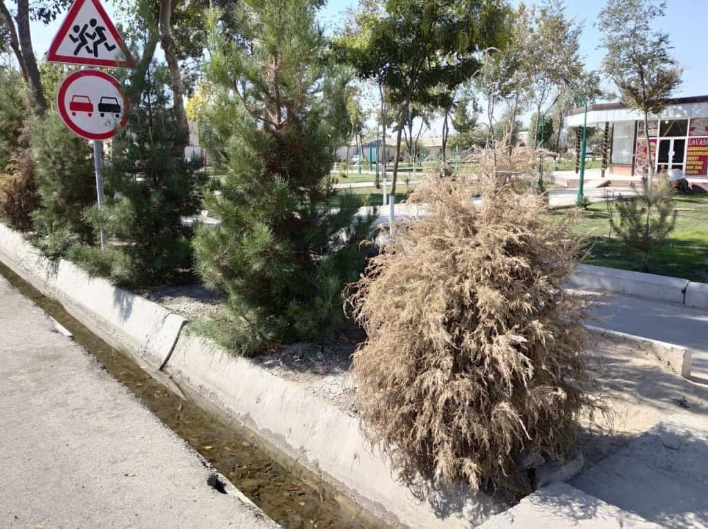Sirdaryoda tuman hokimi qarori bilan 828 tup daraxt kesishga ruxsat berilgan