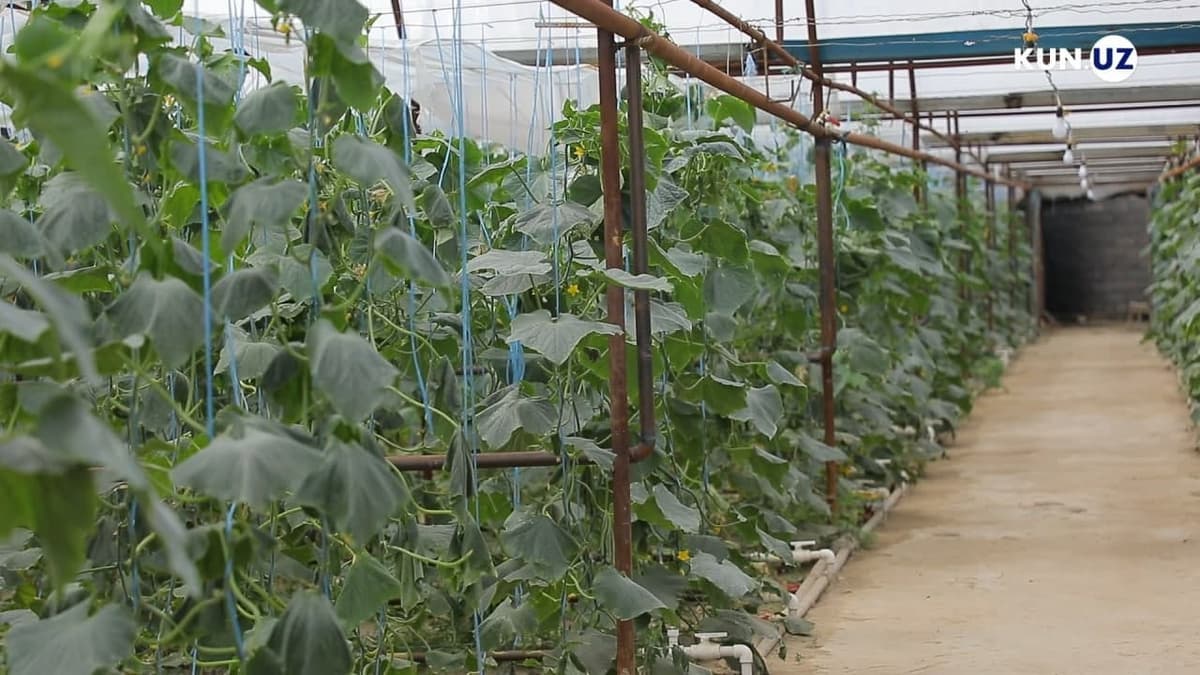 Uzbekistan begins mass construction of housing and greenhouse complexes 