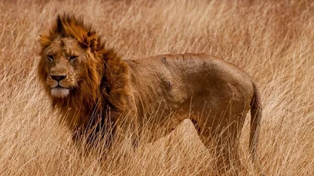 В индийском зоопарке восемь львов заразились коронавирусом