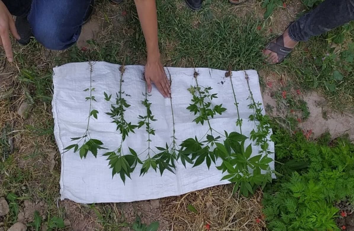Qashqadaryoda hovlisida kannabis va ko‘knor o‘stirayotgan shaxs ushlandi