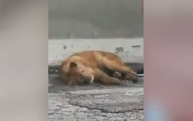 В Самарканде обнаружен львенок - видео