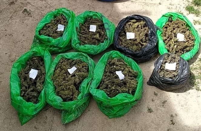 Qashqadaryoda bojxonachilar 2,5 kilogrammga yaqin giyohvandlik vositalarining noqonuniy oldi-sotdisiga chek qo‘ydi