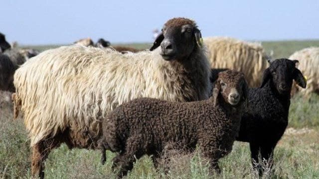 Buxoroda mol o‘g‘riligi bilan shug‘ullanib kelgan jinoiy guruh qo‘lga olindi