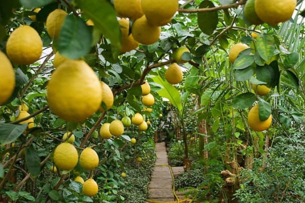 Limonchilikni rivojlantirish uchun qo‘shimcha chora-tadbirlar tasdiqlandi