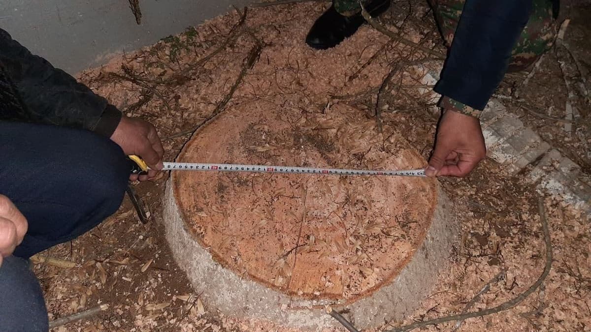 Qarshida shahar hokimi o‘rinbosari ko‘p yillik daraxtlarni tunda kestirib, ekologiyaga zarar yetkazgani ma'lum bo‘ldi