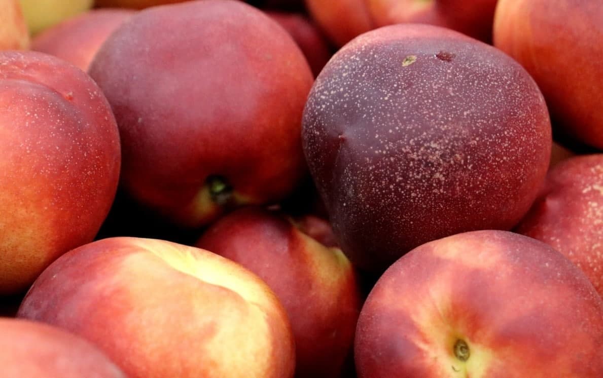 Rosselkhoznadzor detects quarantine virus in nectarines from Uzbekistan