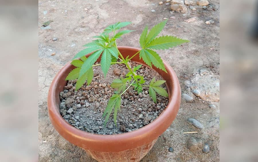 Samarqandda gultuvakda kannabis o‘stirayotgan shaxsga jinoiy ish qo‘zg‘atildi