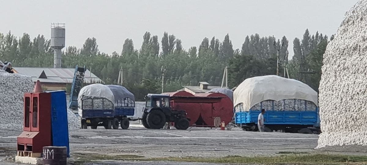 Aholi o‘z ixtiyori bilan paxta terib qo‘shimcha daromad olmoqda