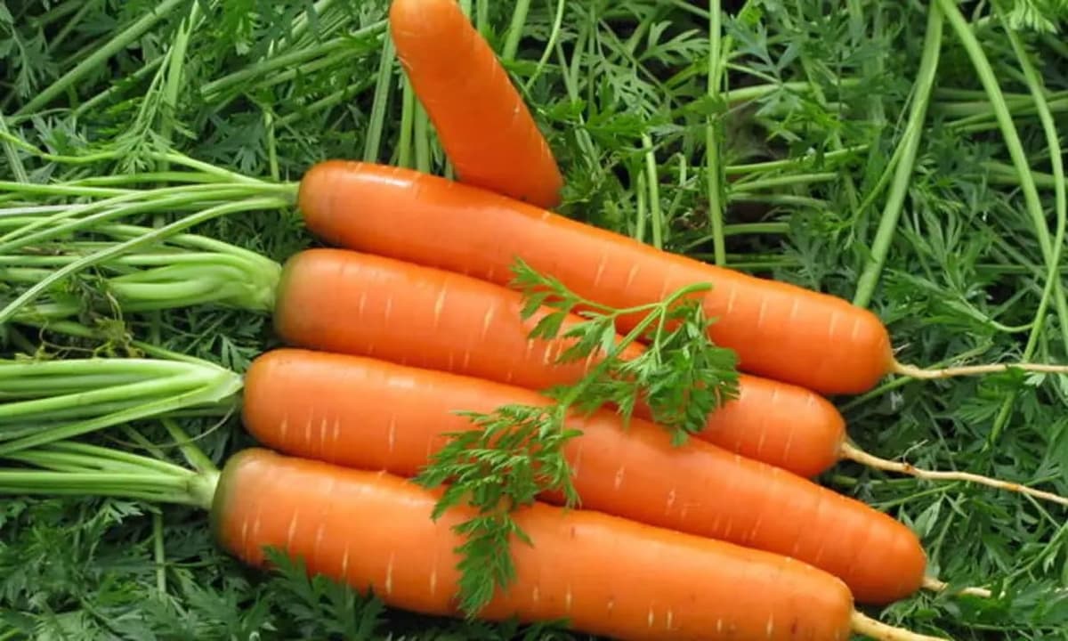 Sabzi narxining qimmatlashishiga Qishloq xo‘jaligi vazirligi izoh berdi
