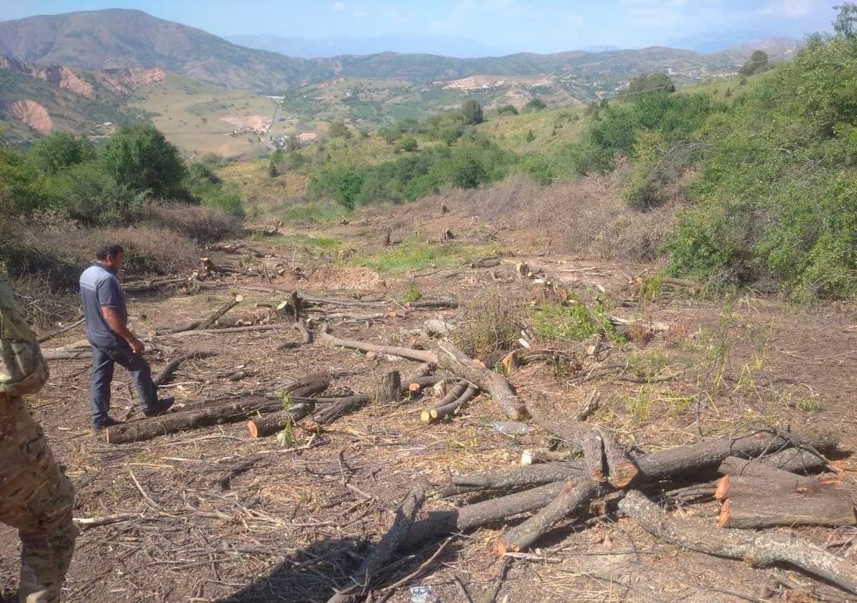 700 trees cut down in “Amirsoy” resort area 