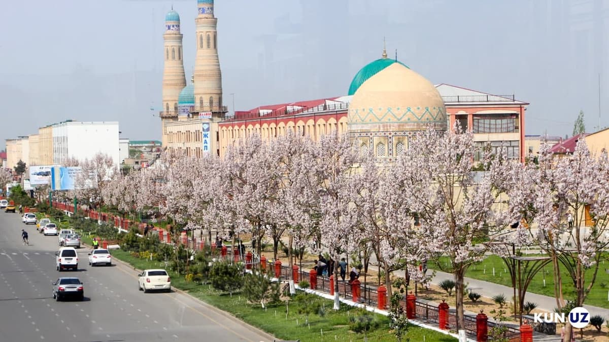 Andijon shahri ko‘chalarida pavloniya daraxtlari gulladi