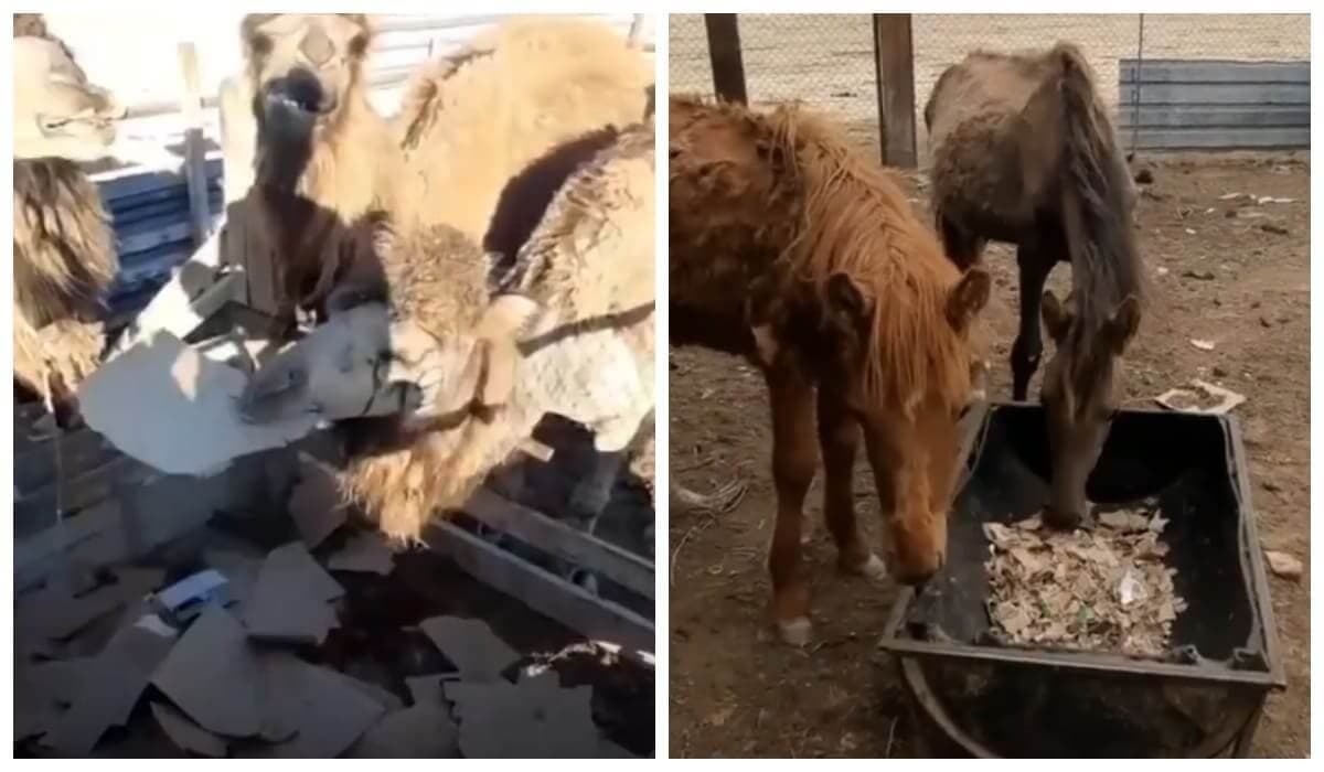 В Казахстане из-за засухи лошадей и верблюдов кормят картоном