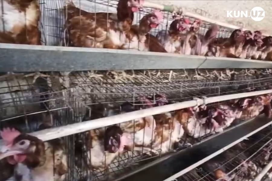 O‘zbekistonda yilning dastlabki uch oyida parrandalar soni 6 million boshga kamaydi