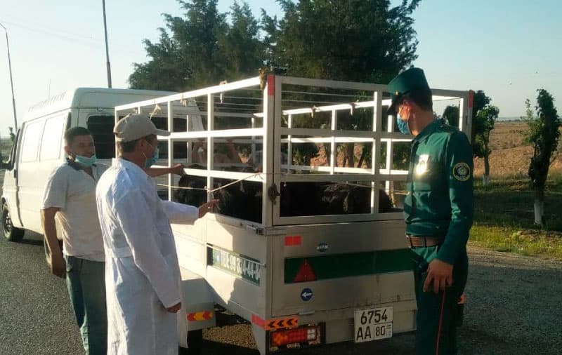 Qashqadaryoda tegishli hujjatlari bo‘lmagan 600 kilogramm go‘sht to‘xtatib qolindi