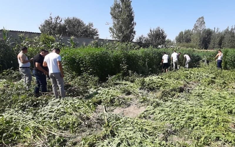 Samarkand police detain a farmer growing hemp in his house