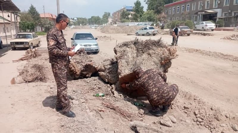 Trees cut in one of the hottest regions. Damage to nature estimated at 329.1 million soums